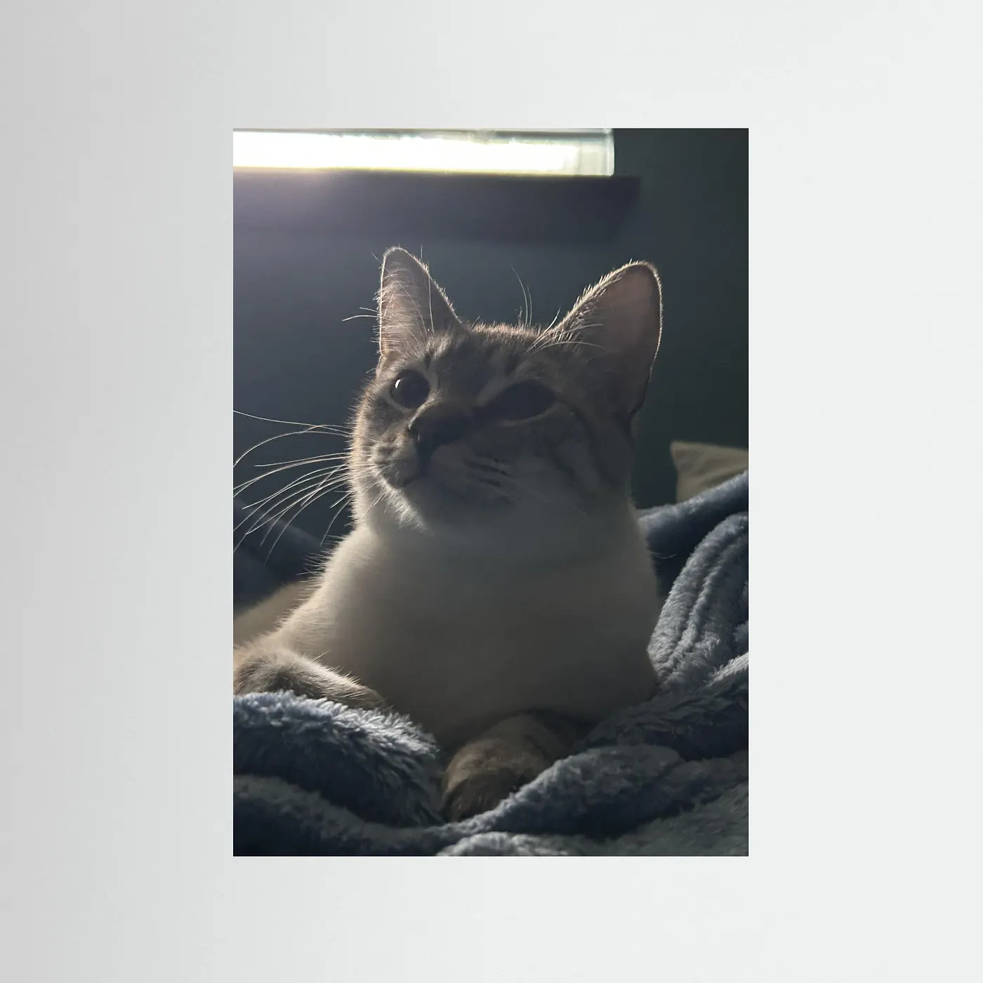 Meowster